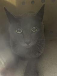 Shelter Stray Female Cat last seen Near N 4350 W, West Point, UT 84015, USA, 1422 E 600 N, Fruit Heights, UT 84037, USA