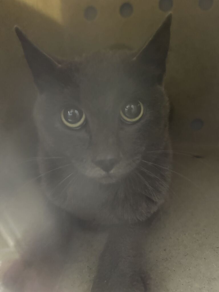 Shelter Stray Female Cat last seen Near N 4350 W, West Point, UT 84015, USA, 1422 E 600 N, Fruit Heights, UT 84037, USA
