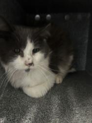 Shelter Stray Unknown Cat last seen Near N 4350 W, West Point, UT 84015, USA, 1422 E 600 N, Fruit Heights, UT 84037, USA