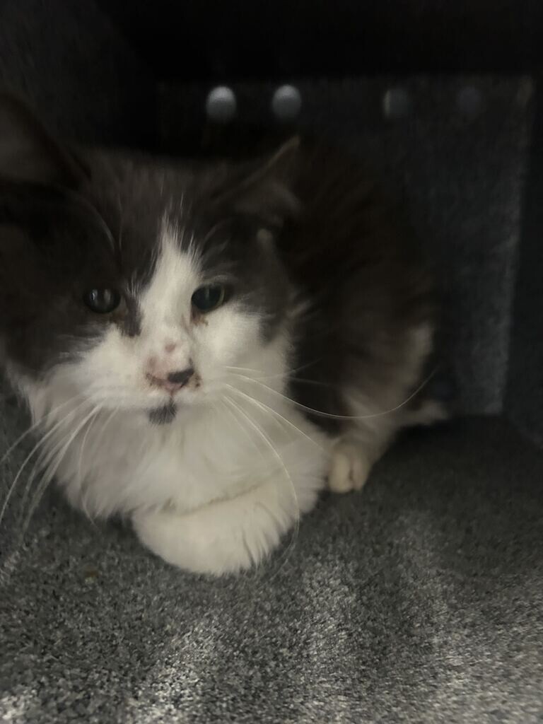 Shelter Stray Unknown Cat last seen Near N 4350 W, West Point, UT 84015, USA, 1422 E 600 N, Fruit Heights, UT 84037, USA