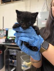 Shelter Stray Male Cat last seen Near Baer Canyon Rd, Fruit Heights, UT 84037, USA, 1422 E 600 N, Fruit Heights, UT 84037, USA