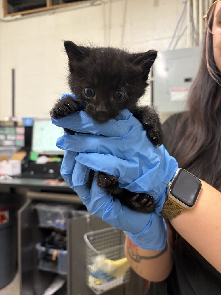 Shelter Stray Male Cat last seen Near Baer Canyon Rd, Fruit Heights, UT 84037, USA, 1422 E 600 N, Fruit Heights, UT 84037, USA