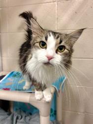 Shelter Stray Female Cat last seen Near S 500 W, Bountiful, UT 84010, USA, 1422 E 600 N, Fruit Heights, UT 84037, USA