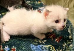 Shelter Stray Female Cat last seen Layton, UT, USA, 1422 E 600 N, Fruit Heights, UT 84037, USA
