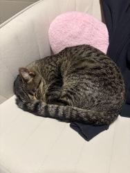 Found/Stray Female Cat last seen Canabury Dr, Little Canada, MN 55117