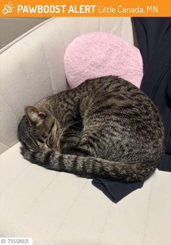 Found/Stray Female Cat last seen Canabury Dr, Little Canada, MN 55117