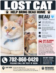 Lost Male Cat last seen Durango and arby, Las Vegas, NV 89148