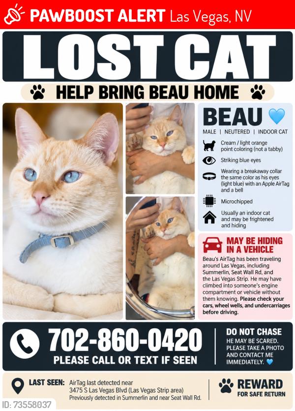 Lost Male Cat last seen Durango and arby, Las Vegas, NV 89148