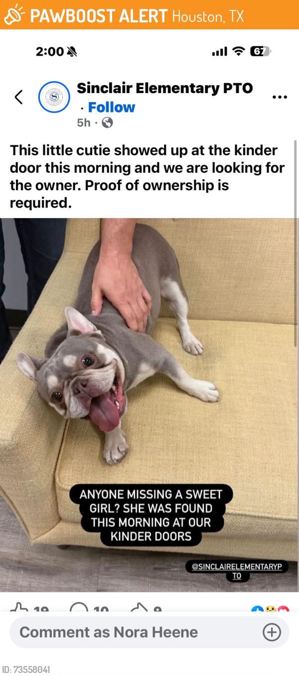 Found/Stray Female Dog last seen Grovewood and Ella, Houston, TX 77008