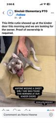 Found/Stray Female Dog last seen Grovewood and Ella, Houston, TX 77008