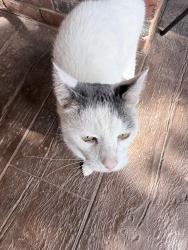 Reunited Unknown Cat last seen Near and the Sierra Lane, Arlington, TX 76016