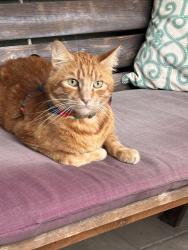 Reunited Male Cat last seen Covina and Fairvale Ave, Covina, CA 91722
