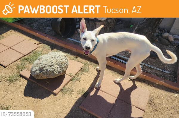 Found/Stray Male Dog last seen Broadway and Wilmot, Tucson, AZ 85710