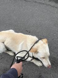 Found/Stray Male Dog last seen shawnee way, Manteca, CA 95336