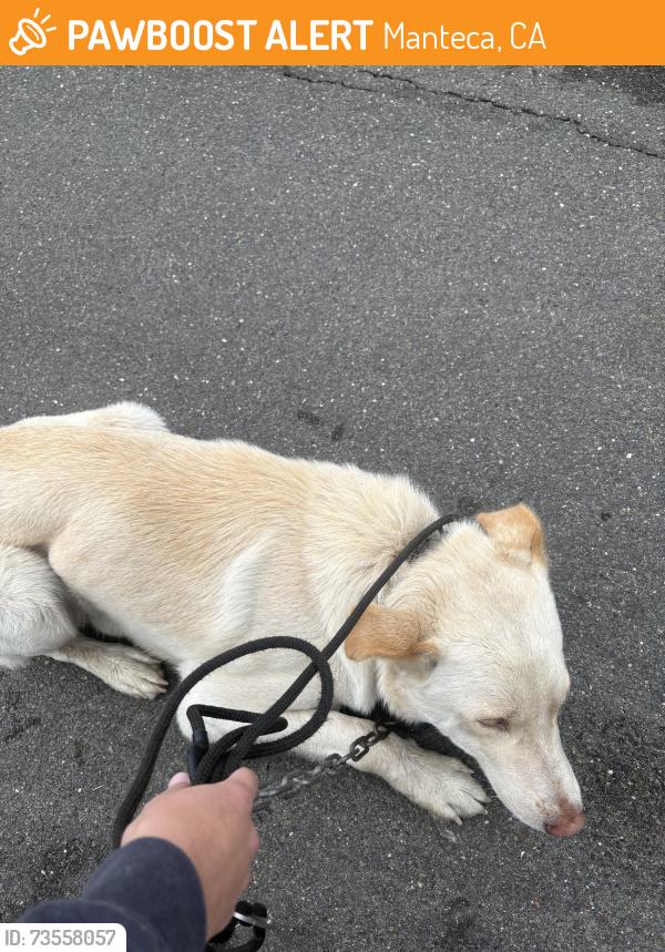 Found/Stray Male Dog last seen shawnee way, Manteca, CA 95336