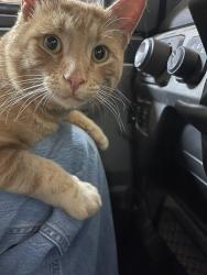 Found/Stray Male Cat last seen Lake drive and 145th Ave ne, Forest Lake, MN 55025