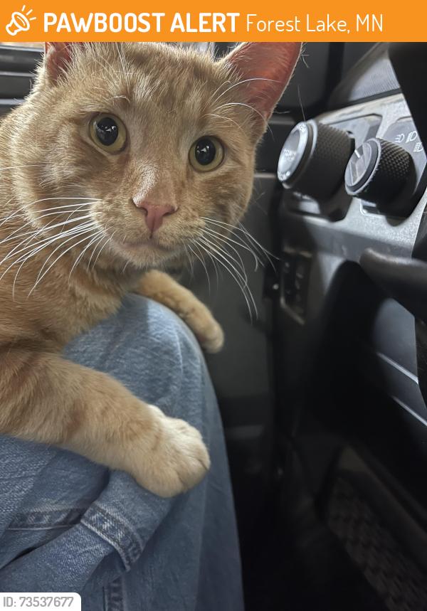 Found/Stray Male Cat last seen Lake drive and 145th Ave ne, Forest Lake, MN 55025