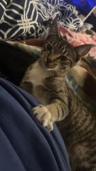 Reunited Female Cat last seen Near E 1st St, Newton, NC, 28658, Newton, NC 28658