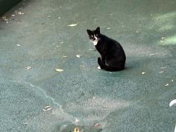 Found/Stray Female Cat last seen Avenue C and Ocean Parkway, Brooklyn, NY 11218