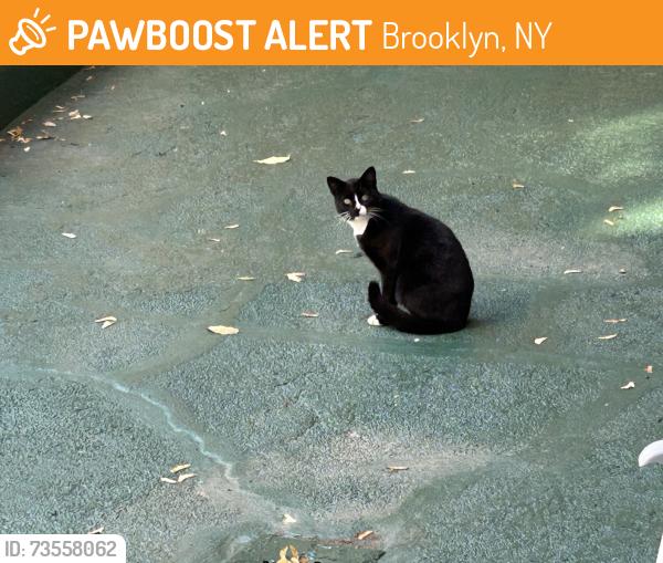 Found/Stray Female Cat last seen Avenue C and Ocean Parkway, Brooklyn, NY 11218