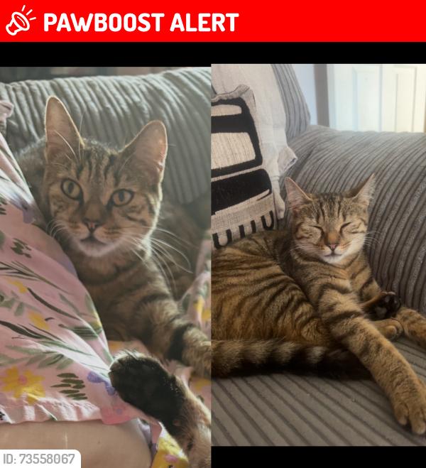 Lost Female Cat last seen Mullet street/fair green gardens, West Midlands, England DY5 4NH
