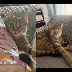 Lost Female Cat last seen Mullet street/fair green gardens, West Midlands, England DY5 4NH
