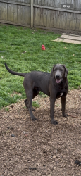 Lost Male Dog last seen Holston Dr & Volunteer pkwy (IHOP), Bristol, TN 37620
