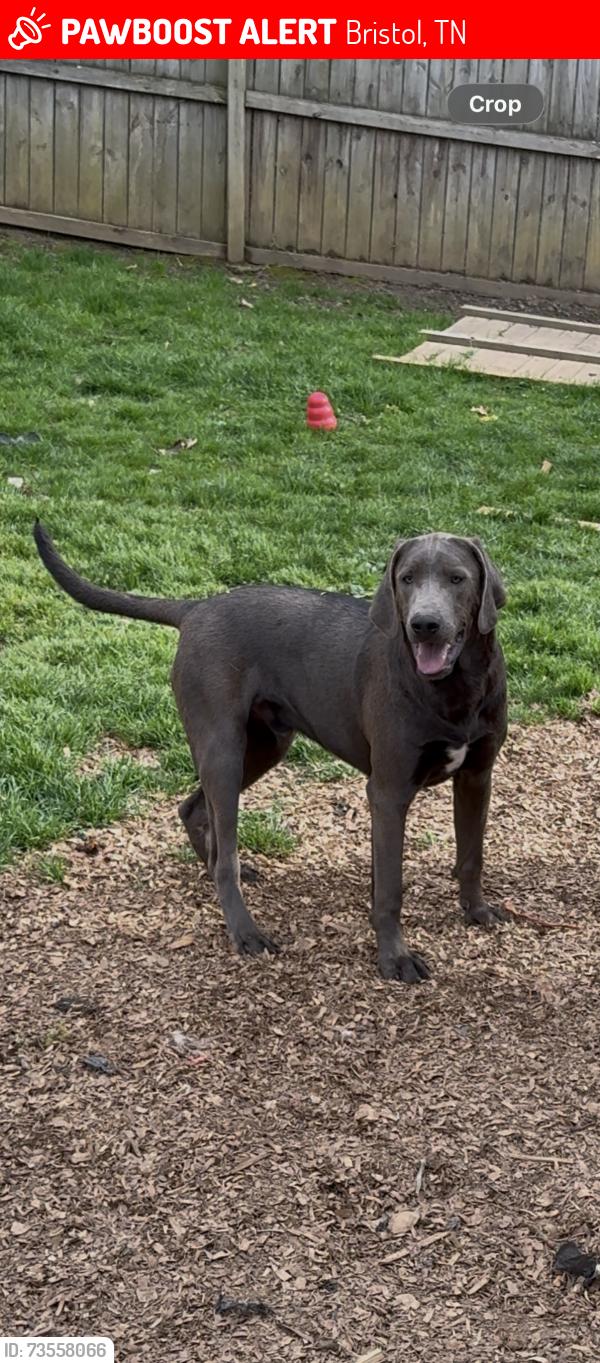 Lost Male Dog last seen Holston Dr & Volunteer pkwy (IHOP), Bristol, TN 37620