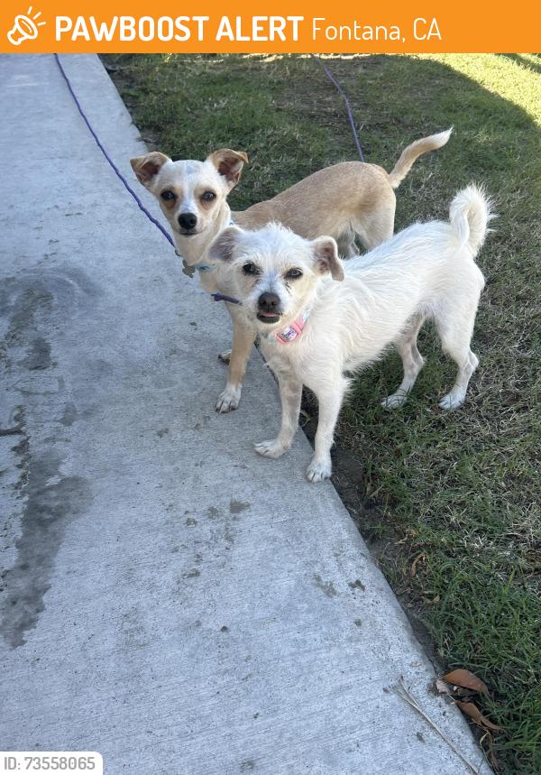 Found/Stray Female Dog last seen Silver Spur Ave, Fontana, CA 92337