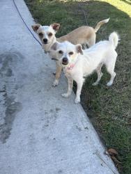 Found/Stray Female Dog last seen Silver Spur Ave, Fontana, CA 92337