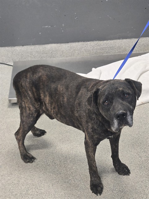 Shelter Stray Male Dog last seen Near BLOCK CAP TRAM RD, TALLAHASSEE FL 32311, 1125 Easterwood Dr, Tallahassee, FL 32311, USA