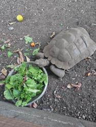Reunited Male Reptile last seen Underhill Dr and Elmgrove Dr, Glendora, Glendora, CA 91741