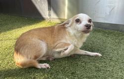 Shelter Stray Female Dog last seen Near BLOCK LODEWYCK ST, DETROIT MI 48224, 1431 E Ferry St, Detroit, MI 48211, USA