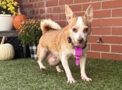 Shelter Stray Female Dog last seen Near BLOCK LODEWYCK ST, DETROIT MI 48224, 1431 E Ferry St, Detroit, MI 48211, USA