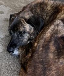 Shelter Stray Male Dog last seen Near BLOCK W. E ST, 333 Chandler Pl, San Bernardino, CA 92408, USA