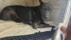 Shelter Stray Female Dog last seen Near BLOCK PINEHURST ST, DETROIT, MI 48221, 1431 E Ferry St, Detroit, MI 48211, USA