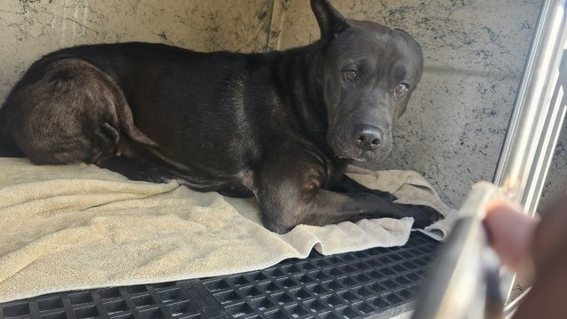 Shelter Stray Female Dog last seen Near BLOCK PINEHURST ST, DETROIT, MI 48221, 1431 E Ferry St, Detroit, MI 48211, USA