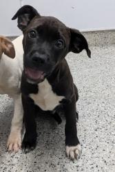 Shelter Stray Male Dog last seen Near BLOCK COVENTRY ST, DETROIT MI 48203, 1431 E Ferry St, Detroit, MI 48211, USA