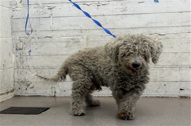 Shelter Stray Male Dog last seen ACACIA/RIALTO AVE, 333 Chandler Pl, San Bernardino, CA 92408, USA