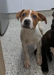 Shelter Stray Male Dog last seen Near BLOCK COVENTRY ST, DETROIT MI 48203, 1431 E Ferry St, Detroit, MI 48211, USA