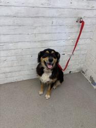 Shelter Stray Male Dog last seen Near BLOCK W 7TH, 333 Chandler Pl, San Bernardino, CA 92408, USA