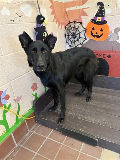 Shelter Stray Female Dog last seen , 31044 Charlie Canyon Rd, Castaic, CA 91384, USA