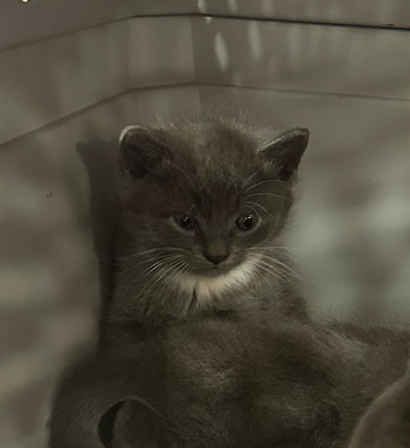 Shelter Stray Female Cat last seen Near BLOCK BURRELL DR, 3528 Newburg Rd, Louisville, KY 40218, USA
