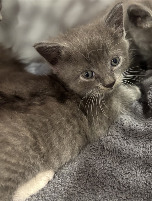 Shelter Stray Male Cat last seen Near BLOCK BURRELL DR, 3528 Newburg Rd, Louisville, KY 40218, USA