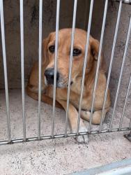 Shelter Stray Female Dog last seen Near BLOCK SW 25TH ST, 2811 SE 29th St, Oklahoma City, OK 73129, USA
