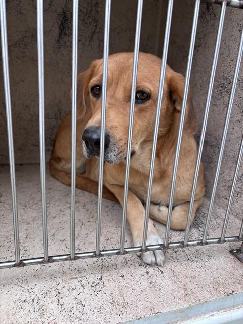 Shelter Stray Female Dog last seen Near BLOCK SW 25TH ST, 2811 SE 29th St, Oklahoma City, OK 73129, USA