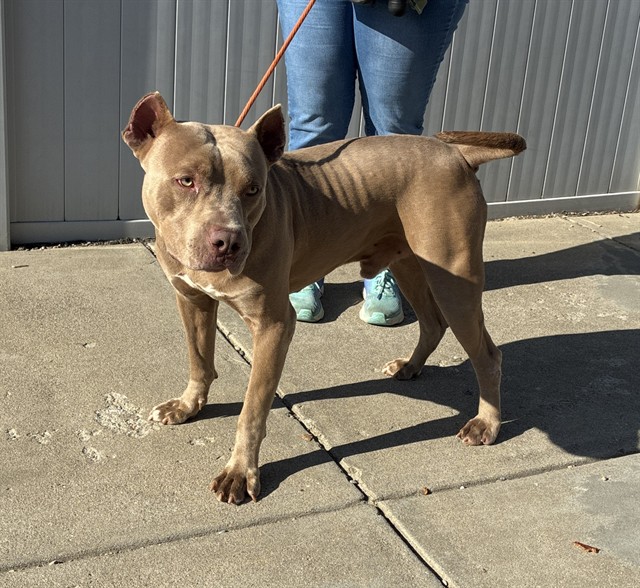 Shelter Stray Male Dog last seen Near BLOCK BANK ST, 3528 Newburg Rd, Louisville, KY 40218, USA