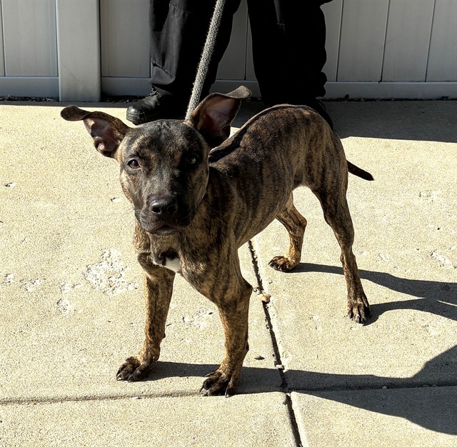 Shelter Stray Female Dog last seen Near BLOCK NEWBURG RD, 3528 Newburg Rd, Louisville, KY 40218, USA