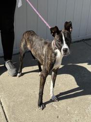Shelter Stray Female Dog last seen Near BLOCK S 1ST STREET, 3528 Newburg Rd, Louisville, KY 40218, USA