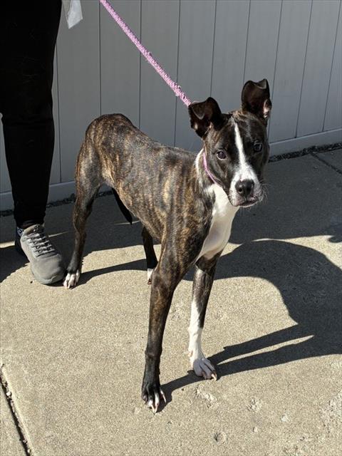 Shelter Stray Female Dog last seen Near BLOCK S 1ST STREET, 3528 Newburg Rd, Louisville, KY 40218, USA